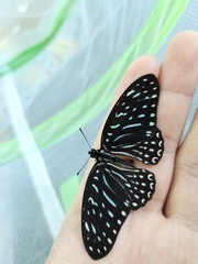 Graphium megarus