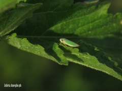 Bucephalogonia xanthophis