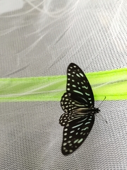 Graphium megarus