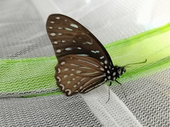 Graphium megarus