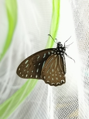 Graphium megarus