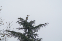 Ardea cinerea