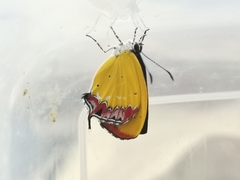 Heliophorus delacouri