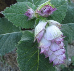 Salvia sclarea