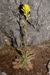 Castilleja kraliana