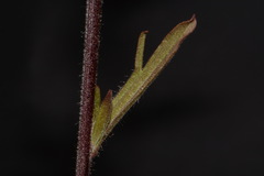 Castilleja kraliana