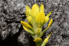 Castilleja kraliana