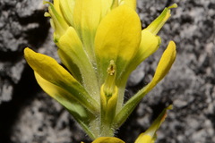 Castilleja kraliana