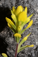 Castilleja kraliana