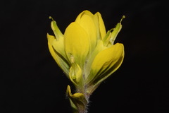 Castilleja kraliana