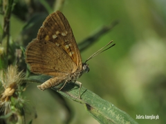 Aricoris indistincta