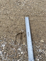 Odocoileus virginianus borealis