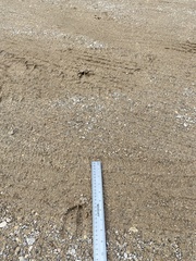 Odocoileus virginianus borealis