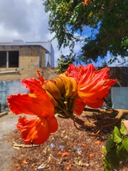 Spathodea campanulata