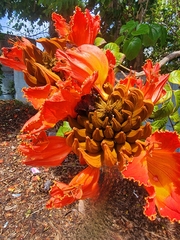 Spathodea campanulata