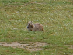 Otospermophilus beecheyi