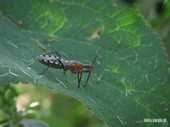 Cosmoclopius poecilus