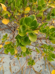 Scaevola plumieri