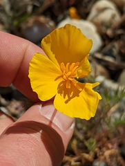 Eschscholzia lobbii