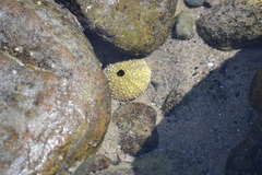Strongylocentrotus purpuratus