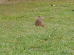 Otospermophilus beecheyi