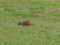 Otospermophilus beecheyi