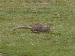 Otospermophilus beecheyi