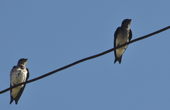 Progne chalybea chalybea