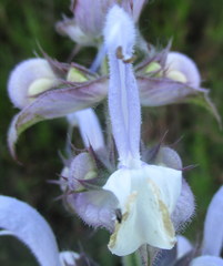 Salvia sclarea