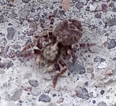 Pseudeuophrys