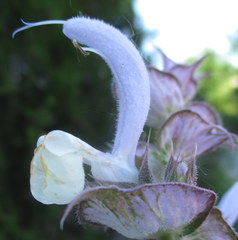 Salvia sclarea