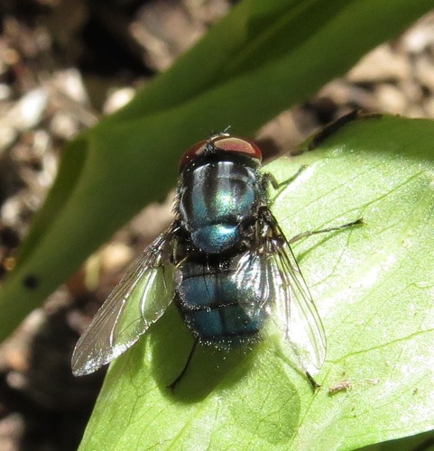 iNaturalist observation photo of Chrysomyinae