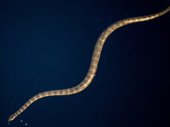 Hydrophis lapemoides