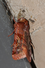 Cerastis enigmatica