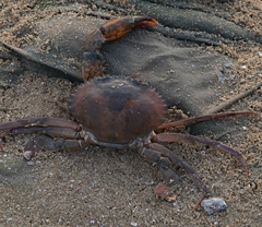 Scylla olivacea