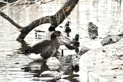 Anser anser × Branta canadensis
