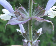 Salvia sclarea