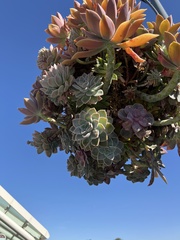 Crassulaceae