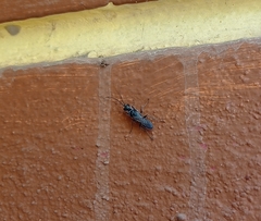 Trirogma caerulea