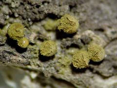 Trichia crateriformis