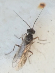 Macroxyela ferruginea