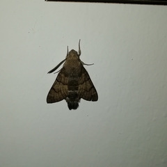 Macroglossum stellatarum
