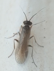 Macroxyela ferruginea