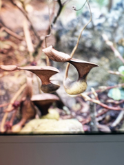 Nepenthes lowii