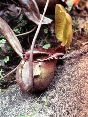 Nepenthes rajah