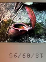 Nepenthes rajah