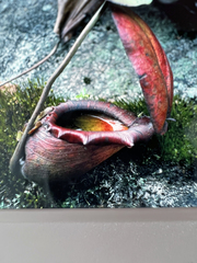 Nepenthes rajah