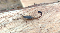 Centruroides meridionalis