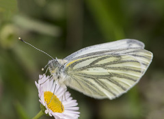 Pieris napi