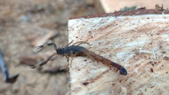 Centruroides meridionalis